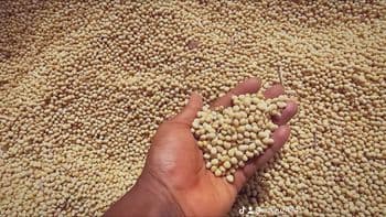 Soya beans Type Soyabean Packaging Jute bags Max. Moisture (%) - Mayuz global - Nigeria