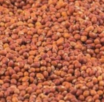 Pigeon pea - Favdip Global Resources Ltd  - Nigeria