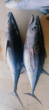 Sea Fishes Yellowfin Tuna Quality top Place of Origin Oman Packaging Details Frozen Ice filled with plastic - Rezq Integrated Investment company  - Oman