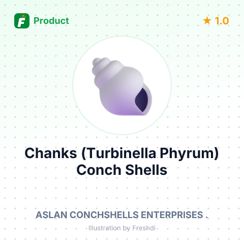 Chanks (Turbinella Phyrum) Conch Shells – summary card, no photo uploaded yet