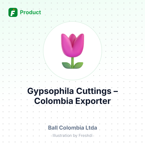 Gypsophila Cuttings – summary card, no photo uploaded yet