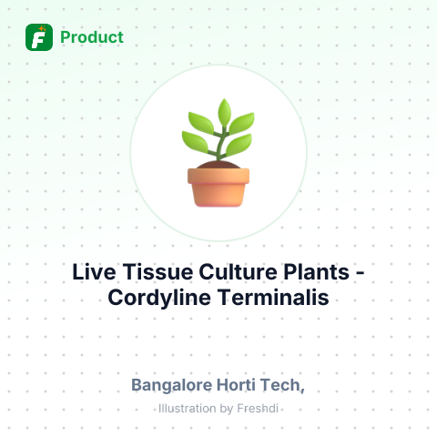 Live Tissue Culture Plants - Cordyline Terminalis – summary card, no photo uploaded yet
