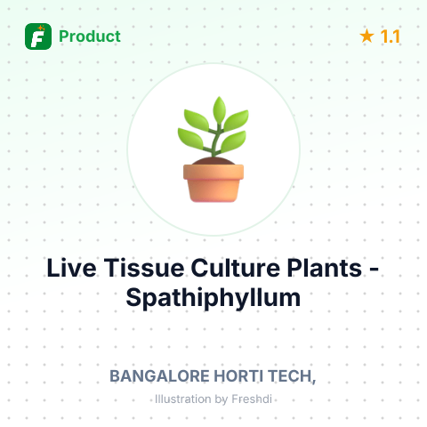 Live Tissue Culture Plants - Spathiphyllum Floribundum Maracay – summary card, no photo uploaded yet
