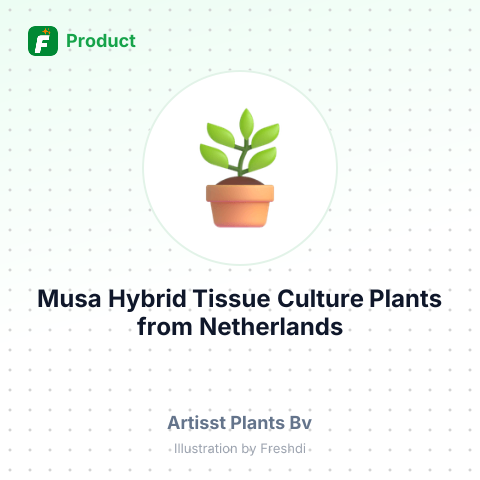 Musa Hybrid Tissue Culture Plants – summary card, no photo uploaded yet