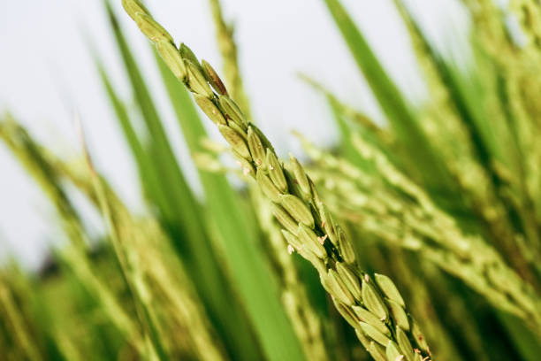 A Comprehensive Guide to Sourcing High-Quality Rice: Top 4 Rice Suppliers in India in Week 19 of 2025