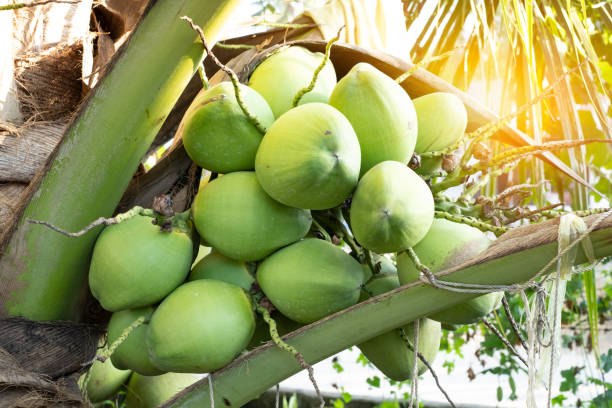Top 8 Coconut Suppliers in China in Week 02 of 2025: Urgent Developments in a Fast-Changing Market