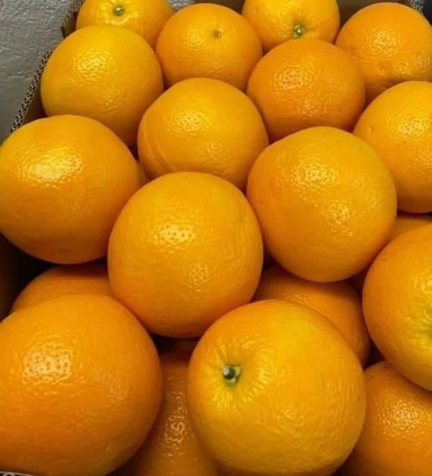 🍍 SOURCE GLOBAL TRADING GROUP – Trusted Exporter of Premium Agricultural Products from South Africa on Freshdi!