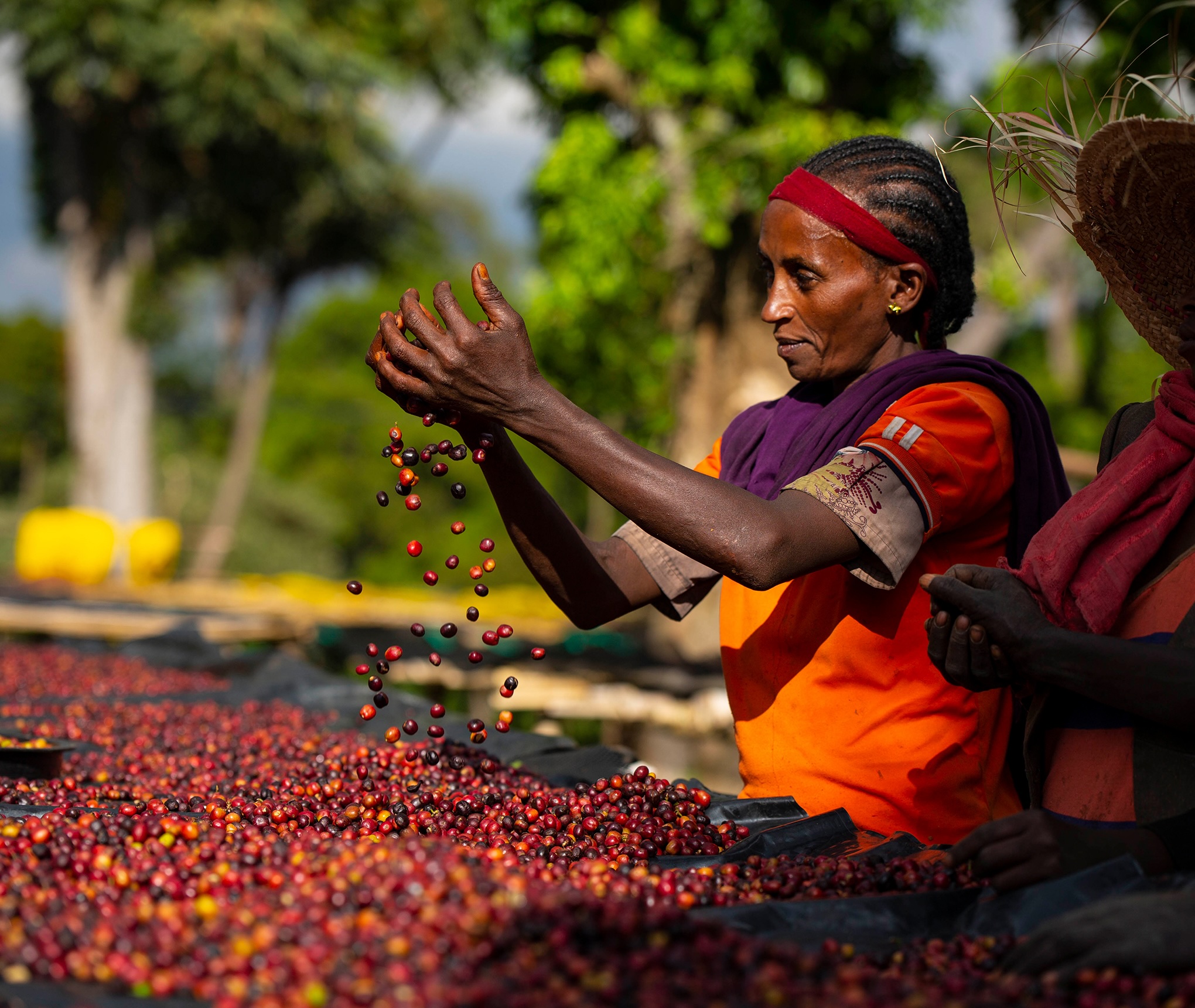 Ethiopia-square-2 The World's Finest Coffee Varieties and Where They Are Grown