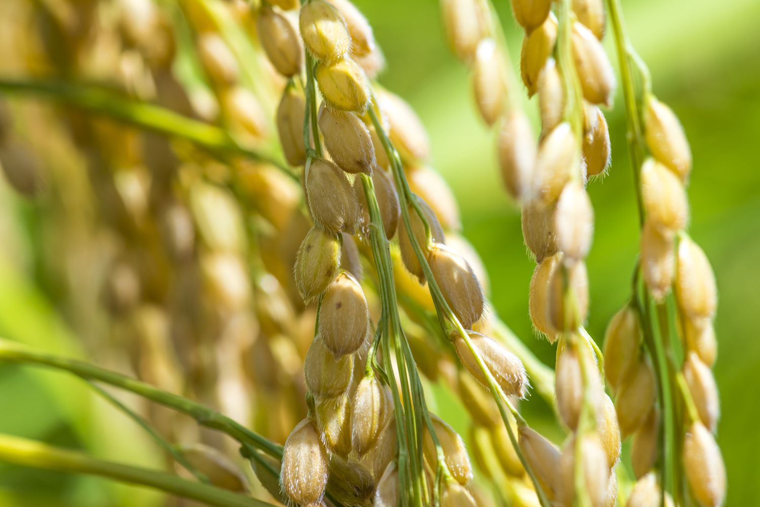 GettyImages-1337393487-d32d772e841a43ab933d929a5376e9ea Freshdi’s Rice Market Report Q2/2025 - Inside the USD 473 Billion Grain Upswing (P2)