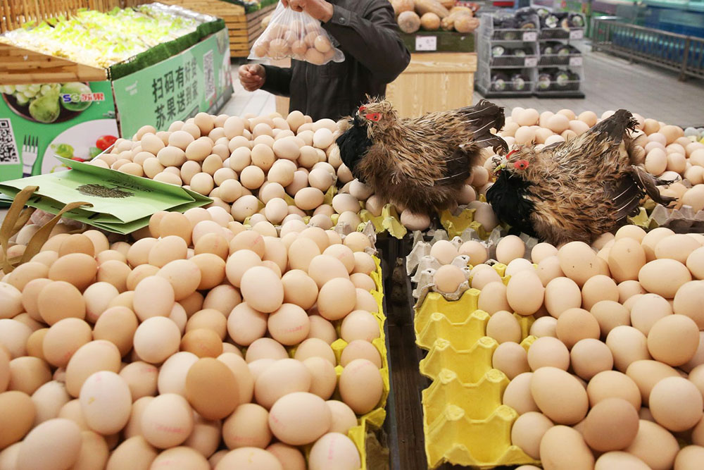 Successful-Poultry-Business-Tips Freshdi’s Meat and Poultry Market Report Q2/2025, dip in the USD 1.43 trillion industry (P1)