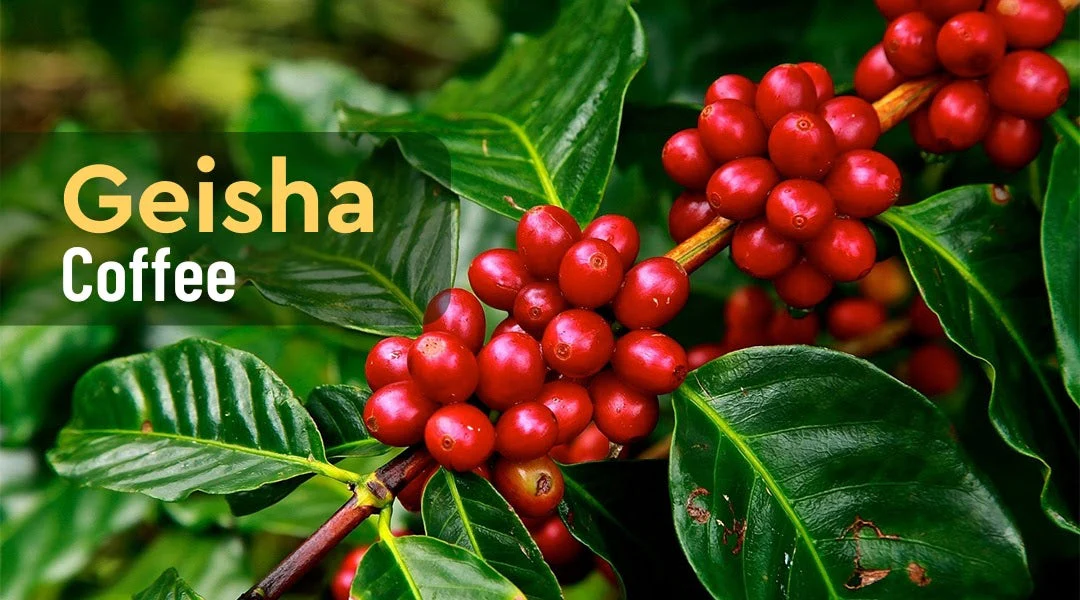 The World’s Finest Coffee Varieties and Where They Are Grown