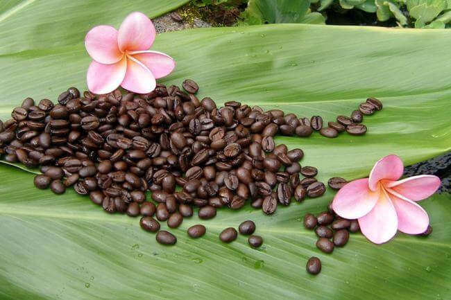 image-1 The World's Finest Coffee Varieties and Where They Are Grown