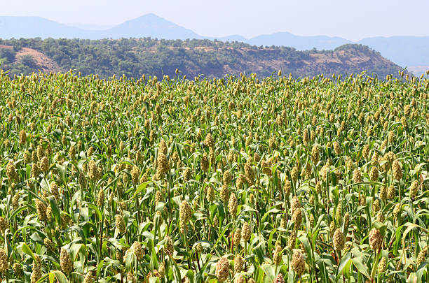 Top 3 Millet Suppliers in India in Quarter 3 of 2025: Urgent Market Update