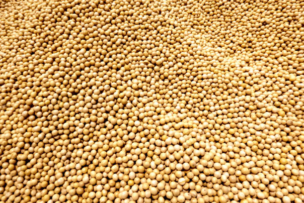Top 8 Soybean Suppliers in Poland in Year 2025: Critical Market Update & Supplier Insights