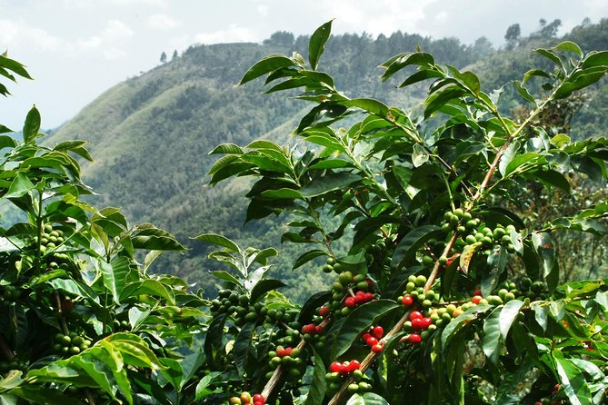 image-2 The World's Finest Coffee Varieties and Where They Are Grown
