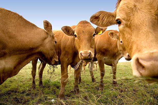 Your Expert Guide to Procuring Top-Tier Cattle: Top 4 Cattle Suppliers in Netherlands in Year 2025