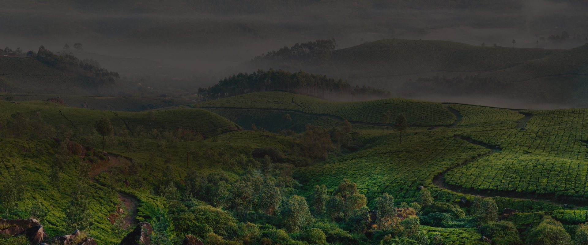 🌿 Wellington Marketers Limited – A premium tea and coffee supplier from the United Kingdom has recently joined and upgraded their plan on Freshdi just 2 weeks ago. Now fully Verified on Freshdi.