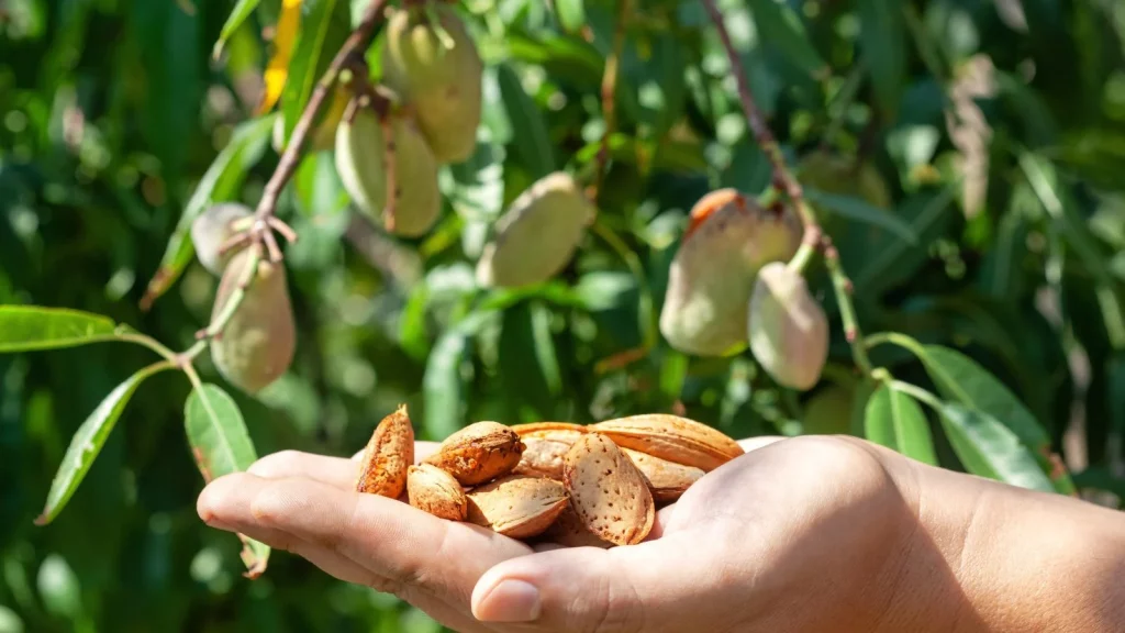 A-shot-of-a-persons-hand-holding-fruits-of-an-almond-tree-1024x576 Almond is Global Empire: From Ancient Origins to Modern Nutritional Powerhouse