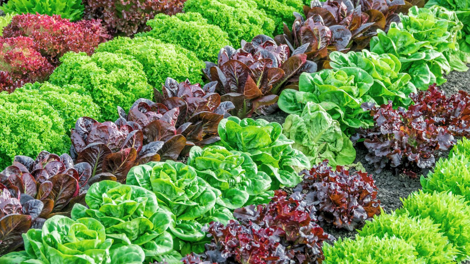 A-shot-of-several-developing-crops-that-shows-lettuce-varieties-from-seed The Green Revolution: Lettuce's Journey from Ancient Egypt to Modern Hydroponics