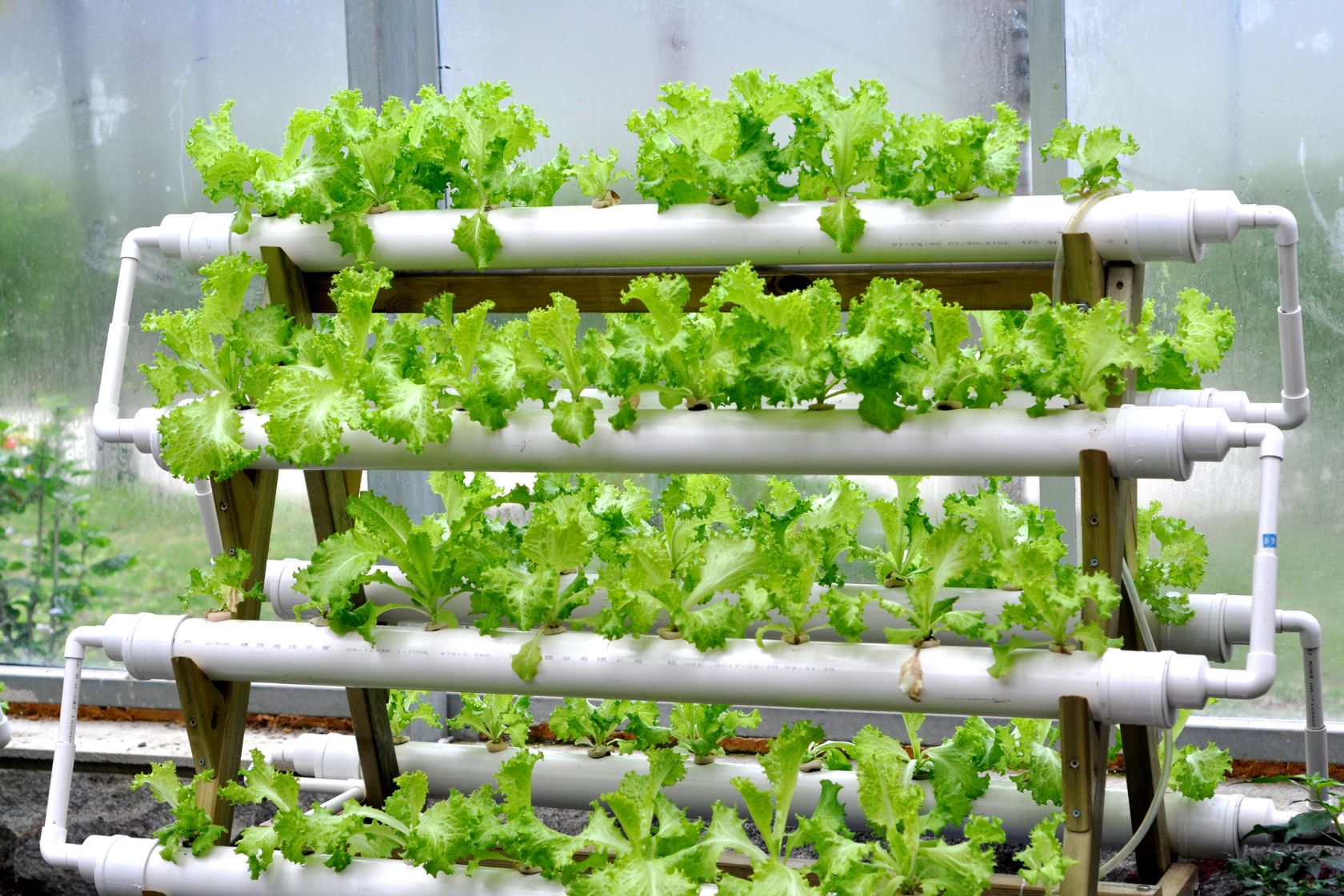 Farming-1 Loose Leaf Lettuce and Hydroponics: Mastering the Art of Continuous Harvest