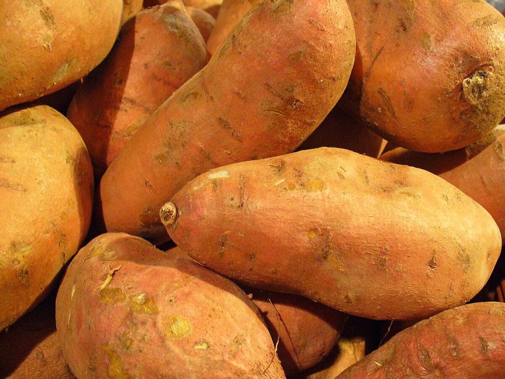 Ipomoea_batatas_006-1024x769 Sweet Potato From Global Market Trends to Harvest Success