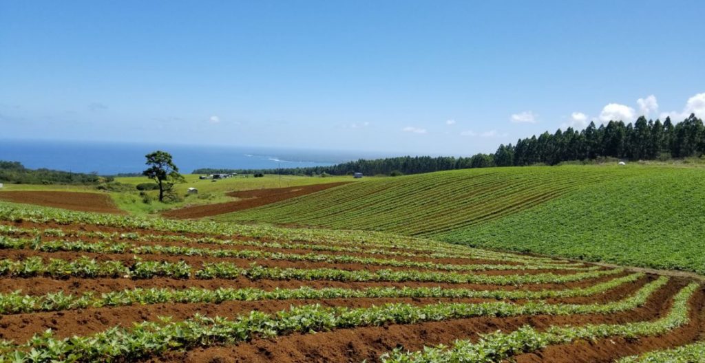 Seet-potato-field-1024x528 Sweet Potato Global Trade: Export Leaders, Import Giants, and Consumption Champions