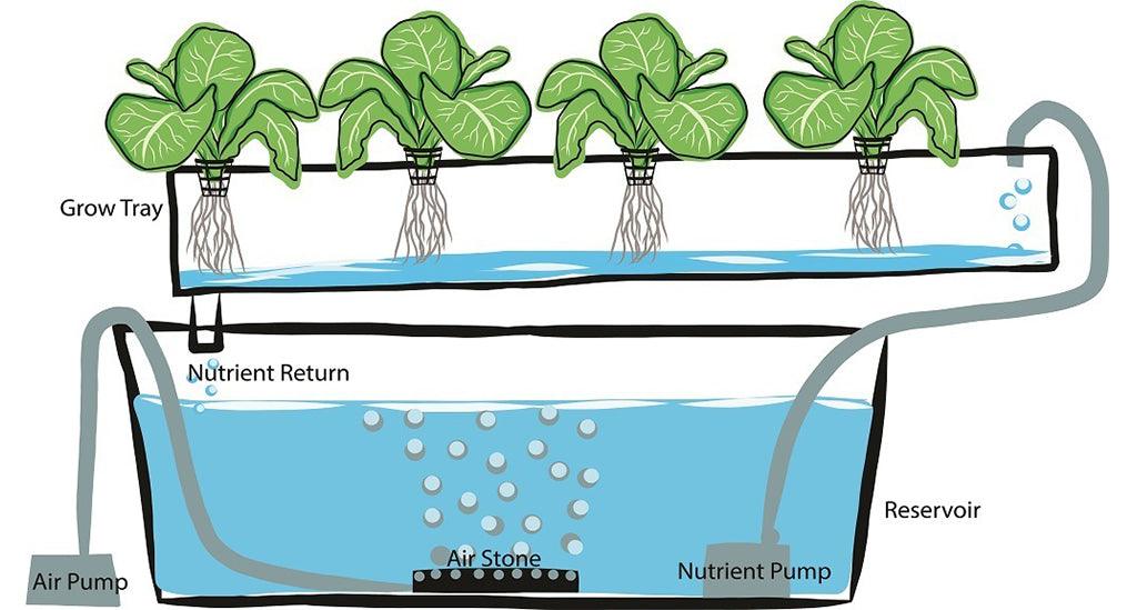 WechatIMG354 Loose Leaf Lettuce and Hydroponics: Mastering the Art of Continuous Harvest