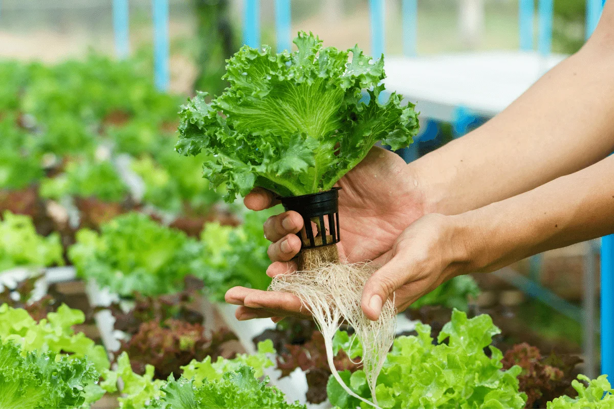 Wpis_9_1.png Loose Leaf Lettuce and Hydroponics: Mastering the Art of Continuous Harvest