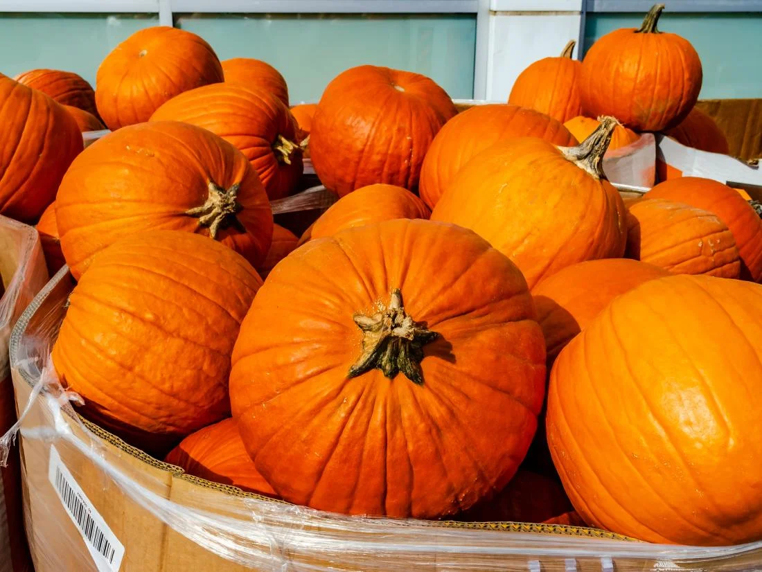 Pumpkins Complete Guide: From Soil Preparation to Harvest Success