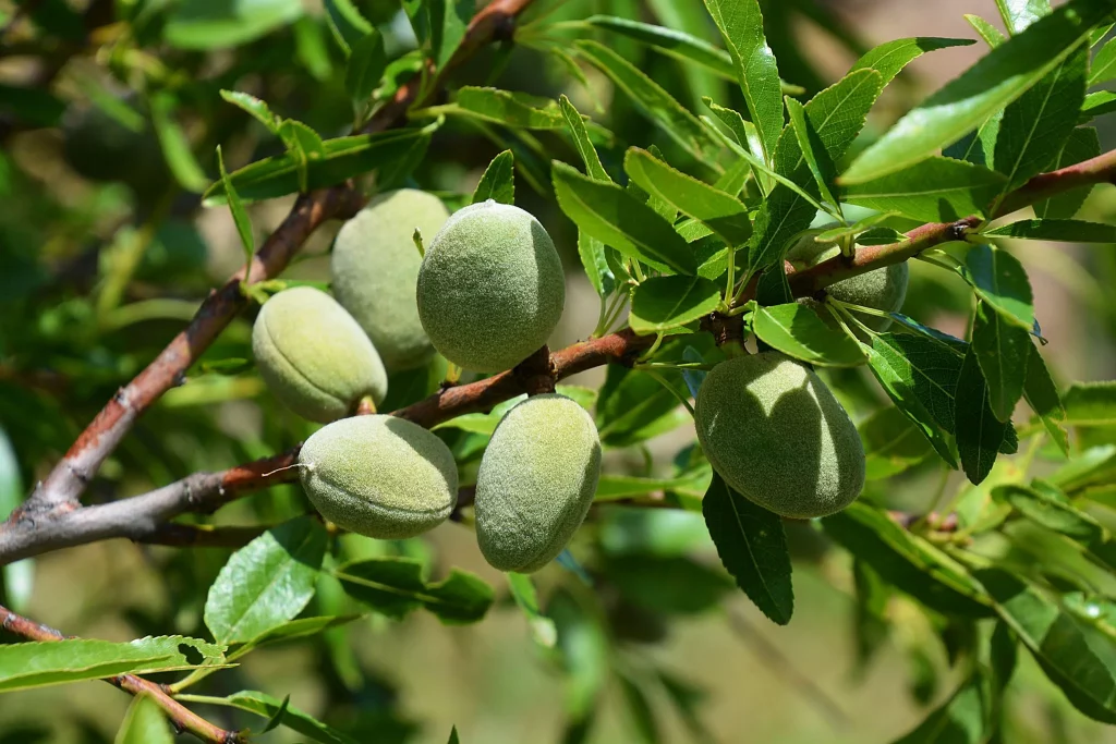 almond_tree-1-1024x683 Almond is Global Empire: From Ancient Origins to Modern Nutritional Powerhouse