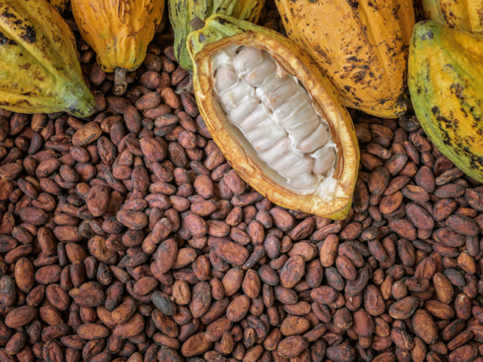 cocoa Cocoa: From Leading Producers to Processed Products