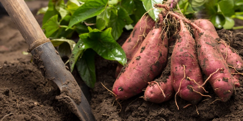 growing-sweet-potatoes-main.png Sweet Potato Global Trade: Export Leaders, Import Giants, and Consumption Champions