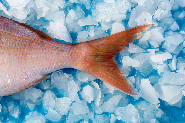 Top 4 Frozen Fish Suppliers in Indonesia in August 2025