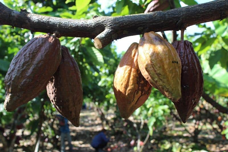 image-16 Cocoa Products Market in Maritime Southeast Asia Future Outlook 2025