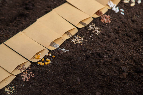 A Comprehensive Guide to Sourcing High-Quality Seed: Top 6 Seed Suppliers in Ukraine in Year 2025