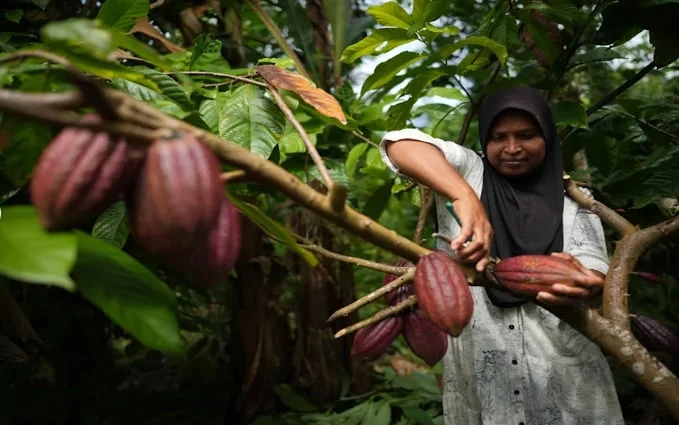 Cocoa Products Market in Maritime Southeast Asia Future Outlook 2025