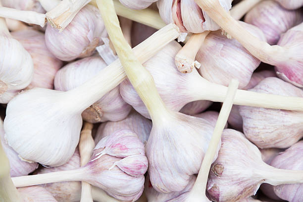 Your Expert Guide to Procuring Top-Tier Garlic: Top 5 Garlic Suppliers in Kenya in August 2025