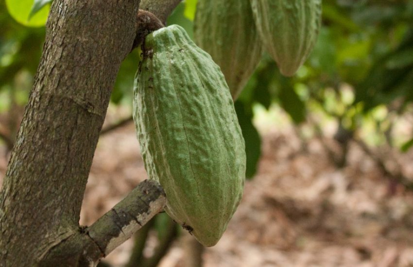 image-18 Cocoa Products Market in Maritime Southeast Asia Future Outlook 2025