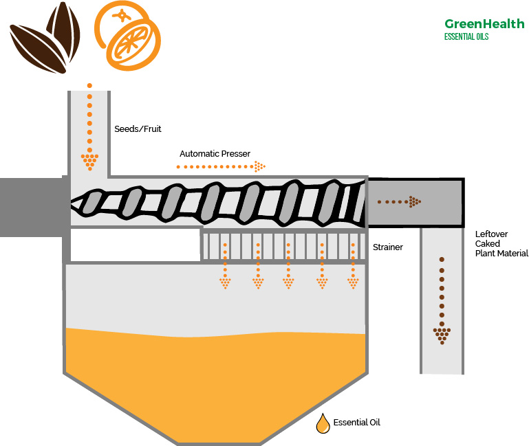 image-2 Oil Extraction Methods From Ancient Wisdom to Modern Innovation
