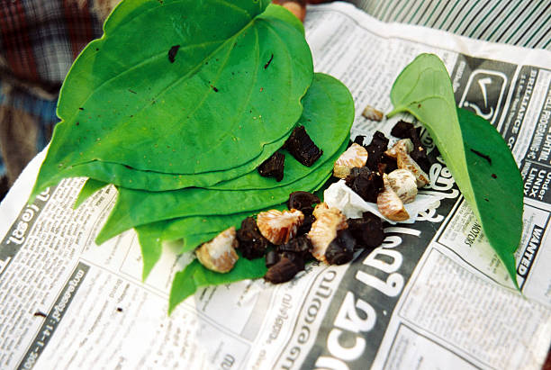 A Comprehensive Guide to Sourcing High-Quality Betel Nut: Top 10 Betel Nut Suppliers in Thailand in July 2025