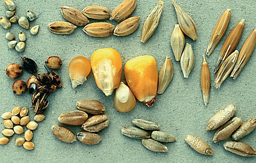 image-21 Maritime Southeast Asia Cereal Products Market