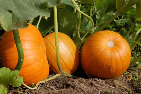 image-23 Pumpkins Complete Guide: From Soil Preparation to Harvest Success