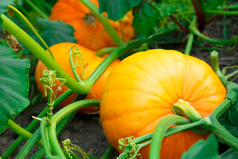 image-24 Pumpkins Complete Guide: From Soil Preparation to Harvest Success