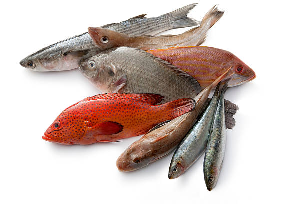 Top 3 Fish Suppliers in France in August 2025: Urgent Market Update