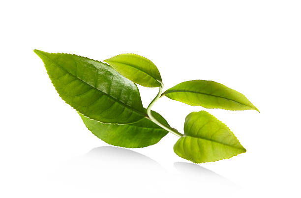 Tea, Turkey, Top 4 Tea Suppliers in Turkey in Year 2025
