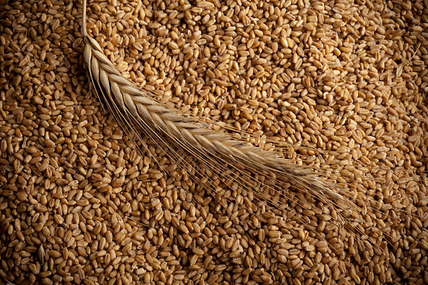Your Expert Guide to Procuring Top-Tier Grain: Top 7 Grain Suppliers in China in Year 2025