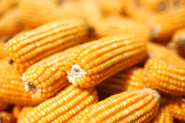 Top 9 Maize Suppliers in United States in Year 2025