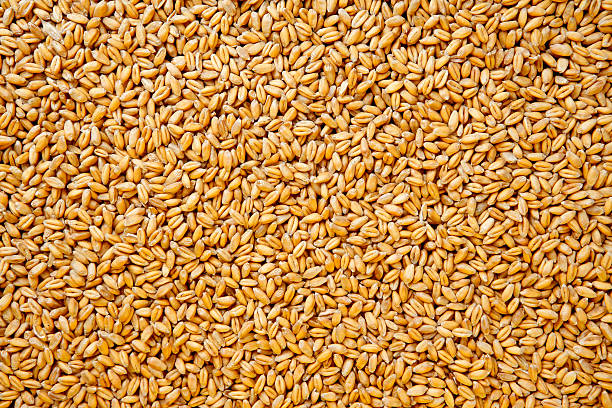 Wheat, South Africa, Top 8 Wheat Suppliers in South Africa in July 2025