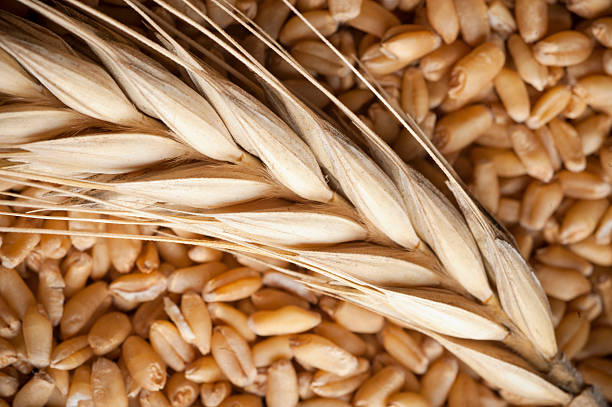 Top 6 Wheat Suppliers in Thailand in Quarter 3 of 2025