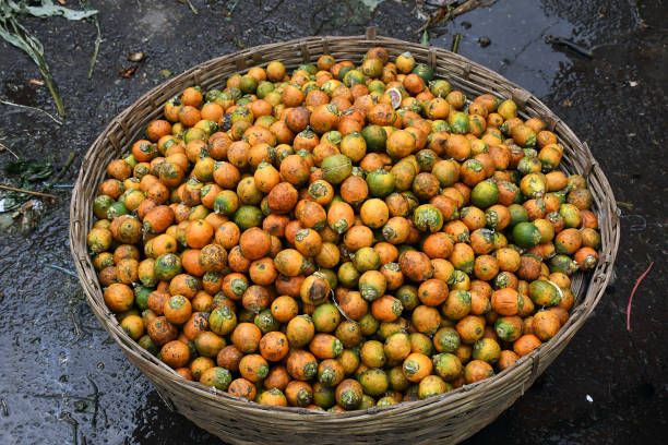 A Comprehensive Guide to Sourcing High-Quality Betel Nut: Top 8 Betel Nut Suppliers in Germany in Quarter 3 of 2025